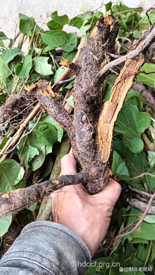 山郎木根的功效与作用