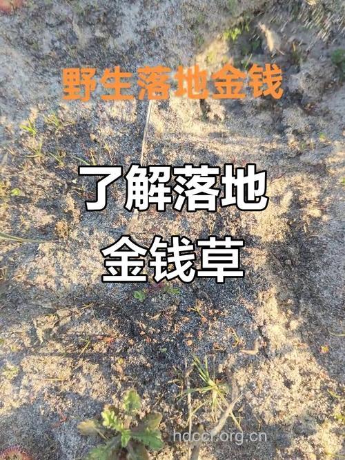落地金钱的功效与作用