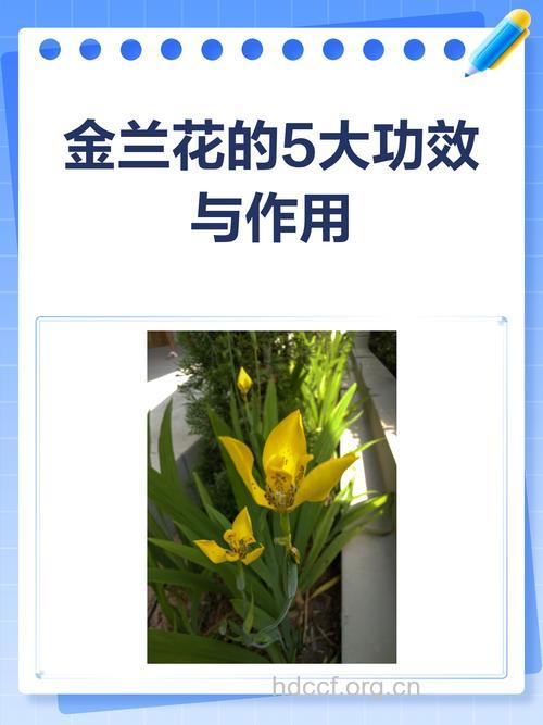 金兰的功效与作用