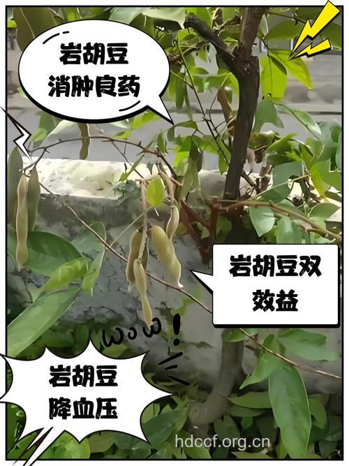 岩豆的功效与作用