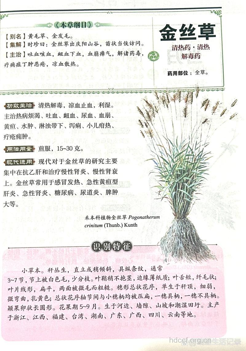 金丝草的功效与作用