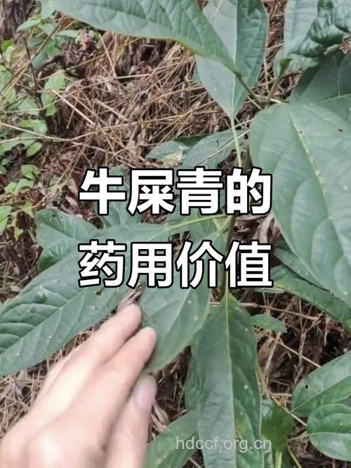 温大青的功效与作用