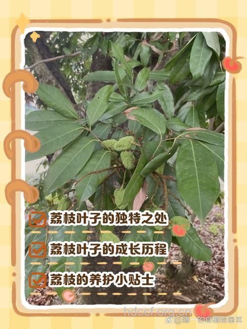 荔枝叶的功效与作用