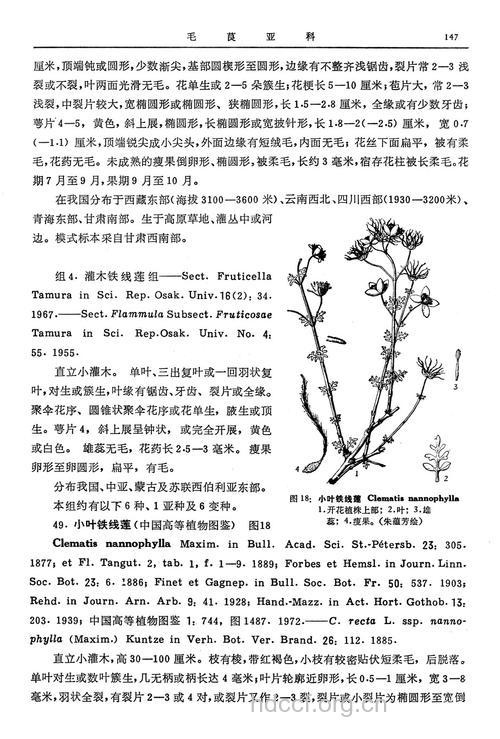 细叶铁线莲的功效与作用