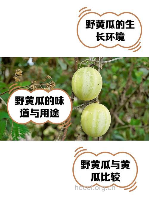 野黄瓜的功效与作用