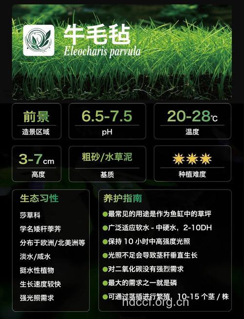 牛毛毡的功效与作用
