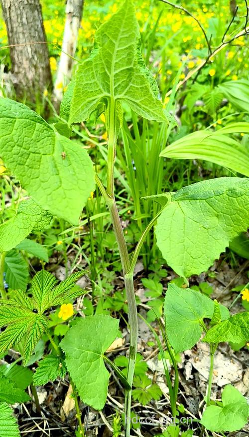 山尖菜的功效与作用