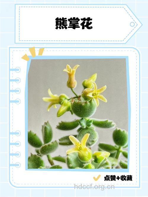 老熊花的功效与作用