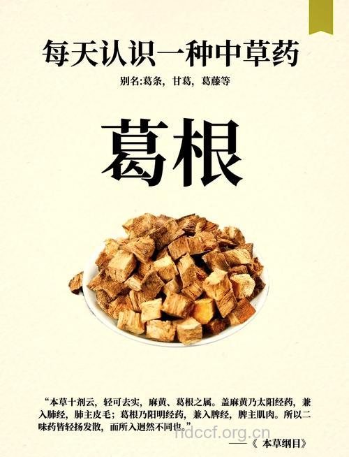 一味药根的功效与作用