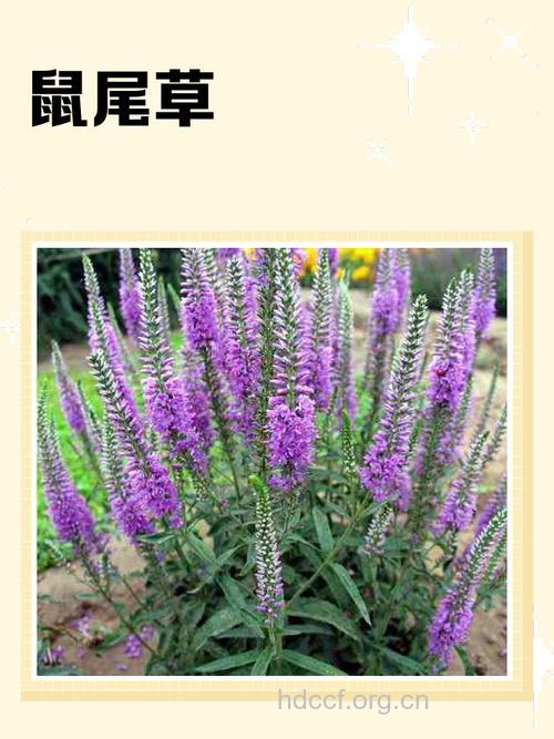 雪山鼠尾草的功效与作用