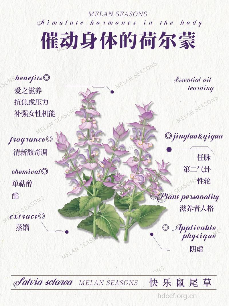 鼠尾草的功效与作用