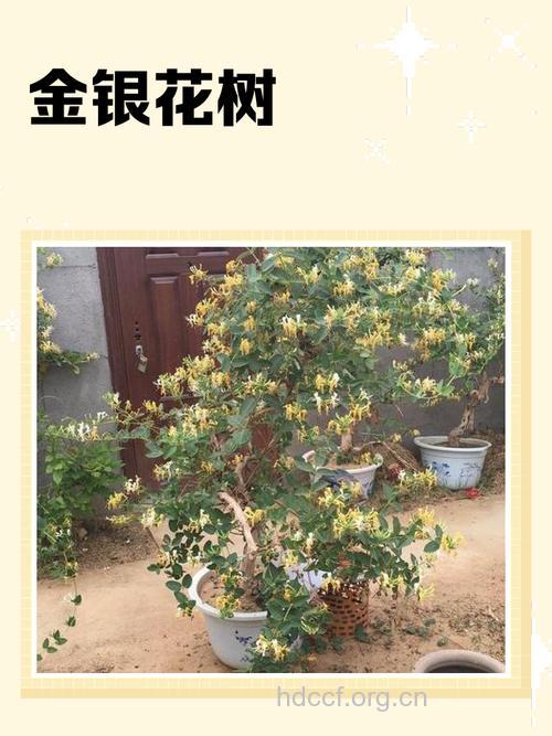 金花树的功效与作用