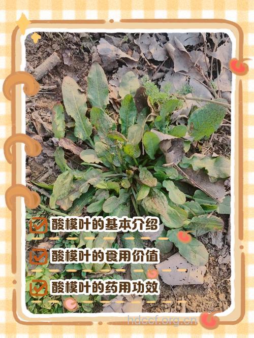 酸模叶橐吾的功效与作用