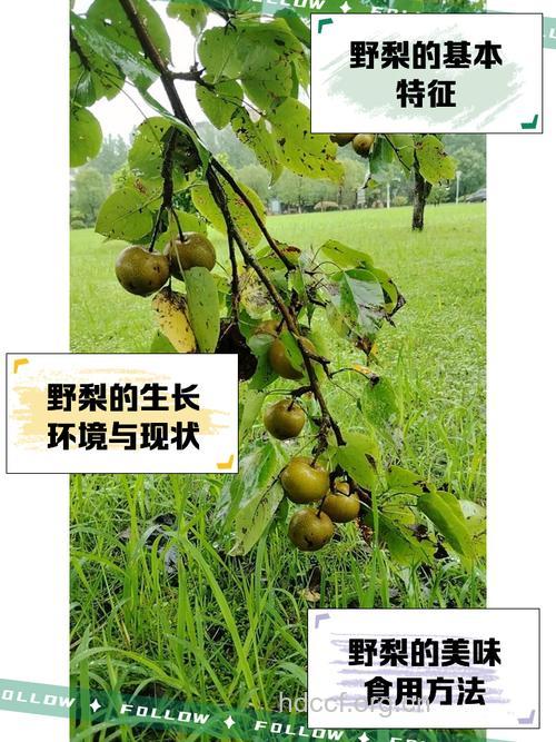 野苦梨的功效与作用