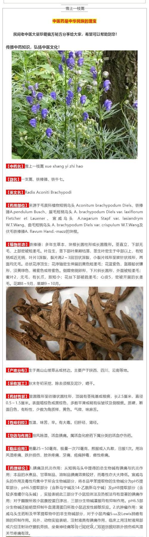 雪上一枝蒿的功效与作用