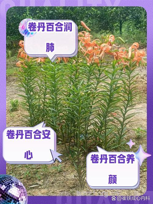 卷丹的功效与作用