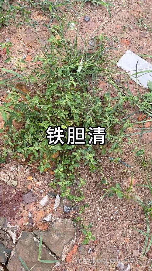 铁蚂蟥的功效与作用