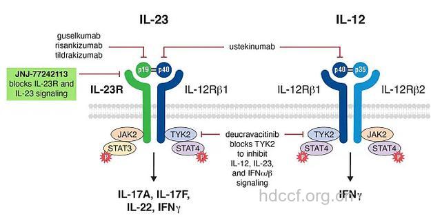 银屑病和IL-20基因有关