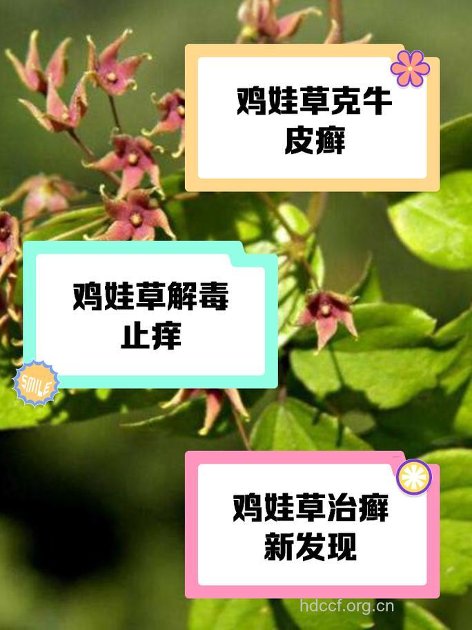 鸡娃草的功效与作用