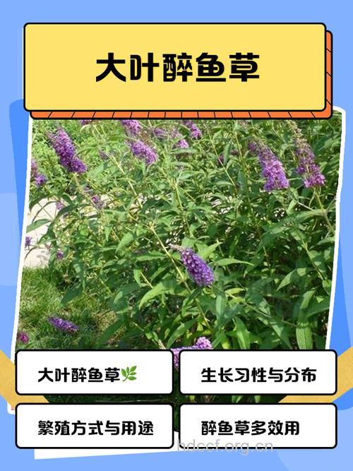 醉鱼草花的功效与作用