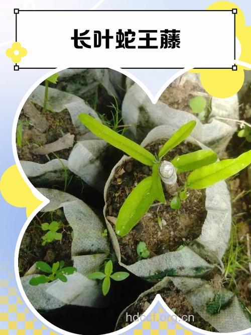 蛇王藤的功效与作用