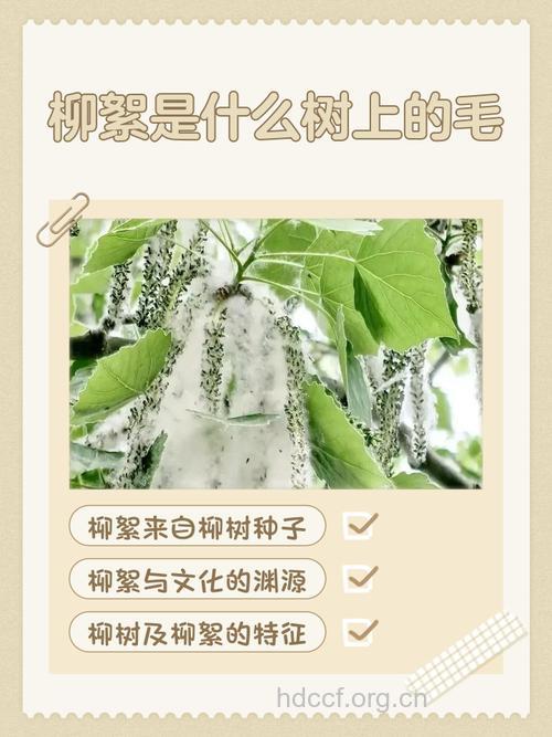 柳屑的功效与作用