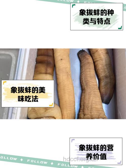 象肉的功效与作用