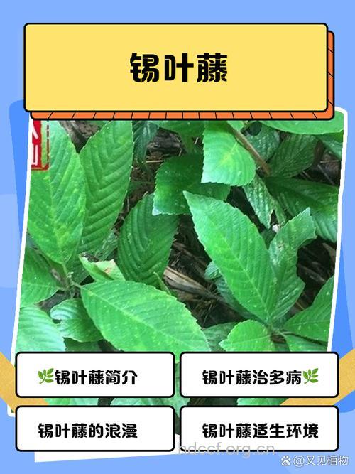 锡叶藤的功效与作用