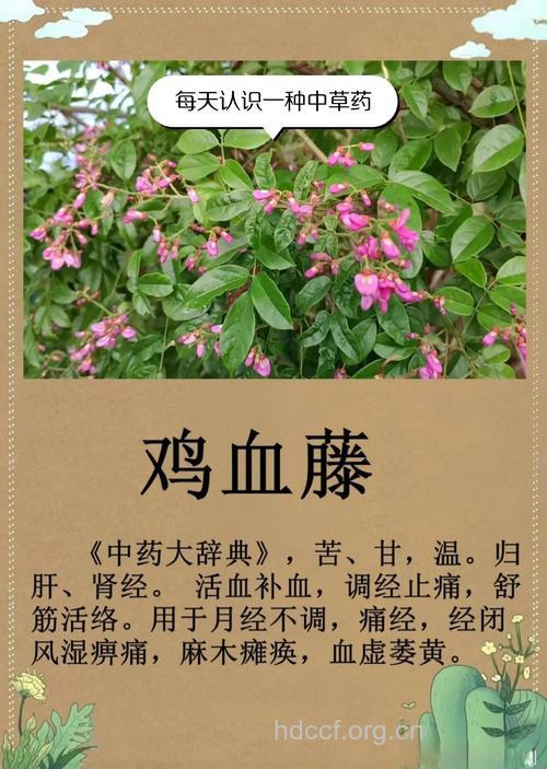 腥藤的功效与作用