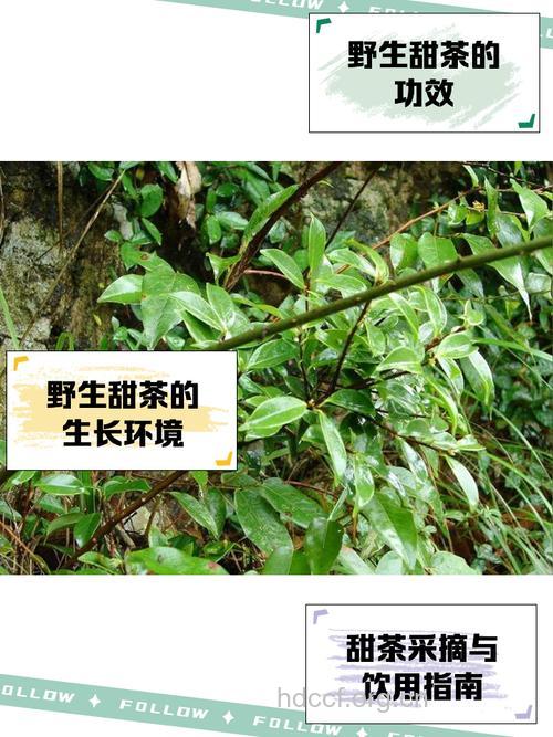 甜茶藤的功效与作用