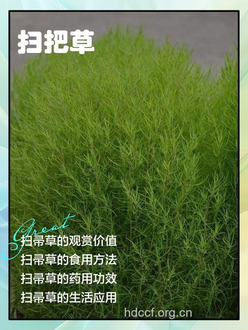 刷把草根的功效与作用