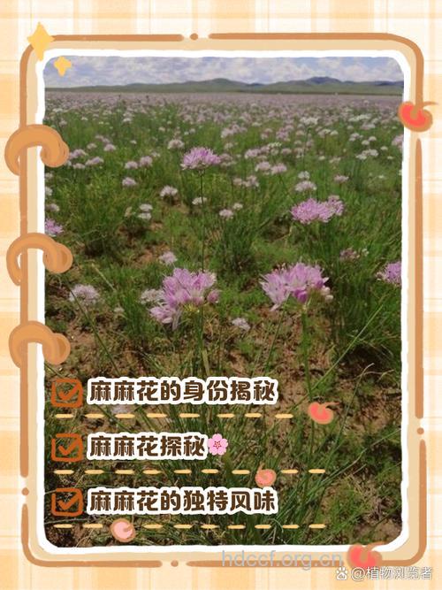 麻花的功效与作用