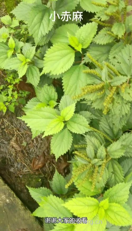 小赤麻的功效与作用