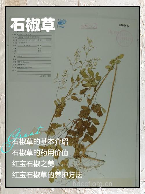 岩椒草的功效与作用