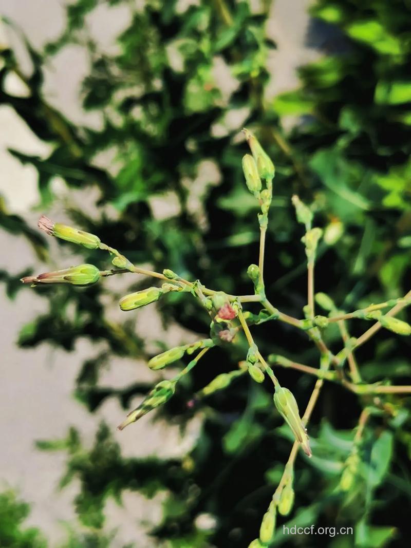 条裂山莴苣的功效与作用