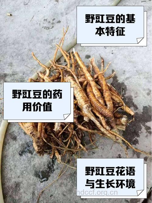 野豇豆的功效与作用