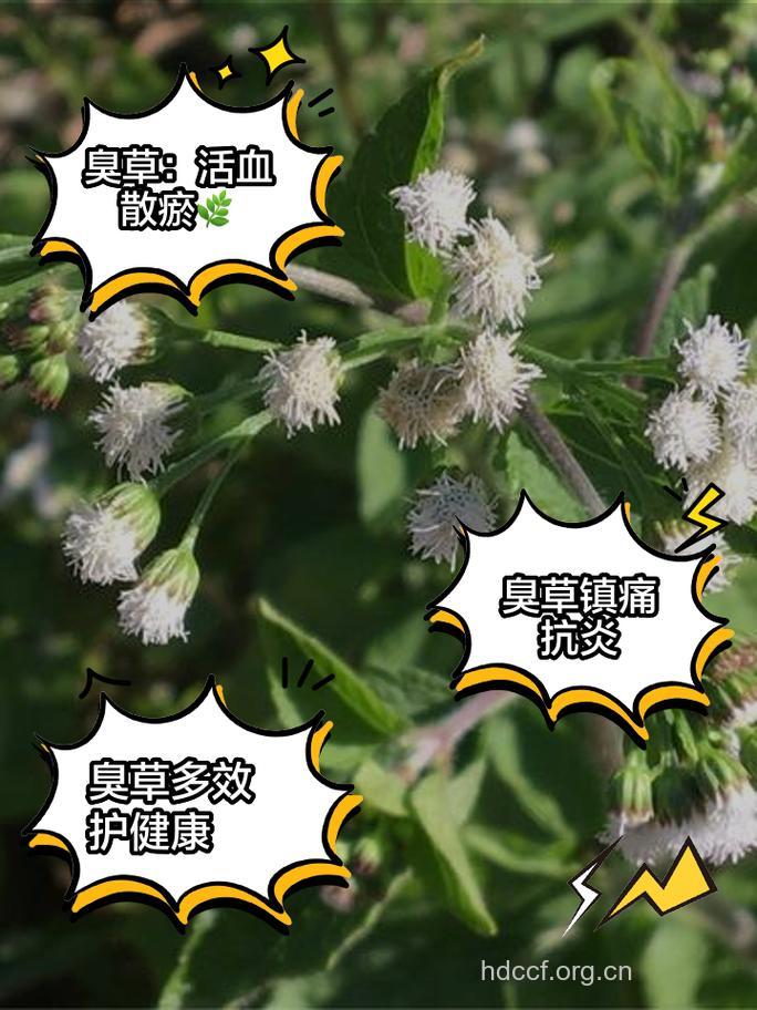 山臭草的功效与作用