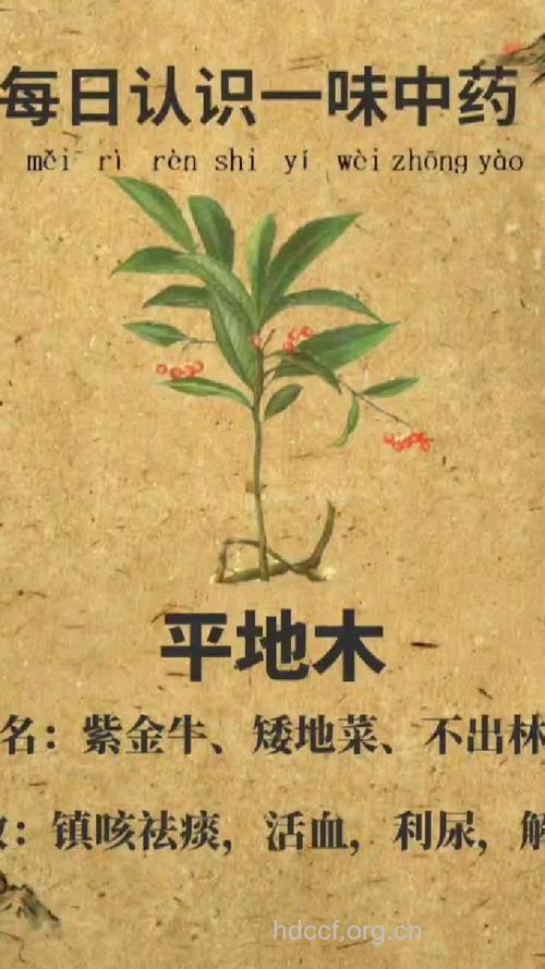 平地木的功效与作用