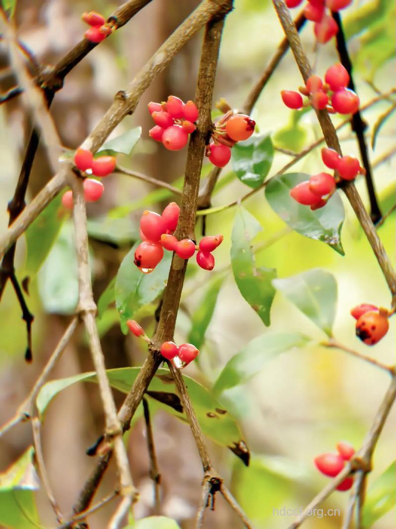 双花鞘花的功效与作用