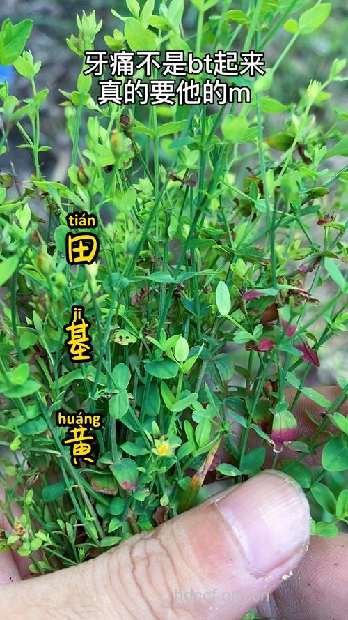 小寸金黄的功效与作用