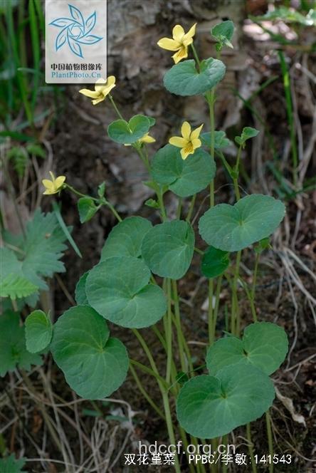 双花堇菜的功效与作用