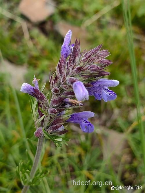 唐古特青兰苗的功效与作用