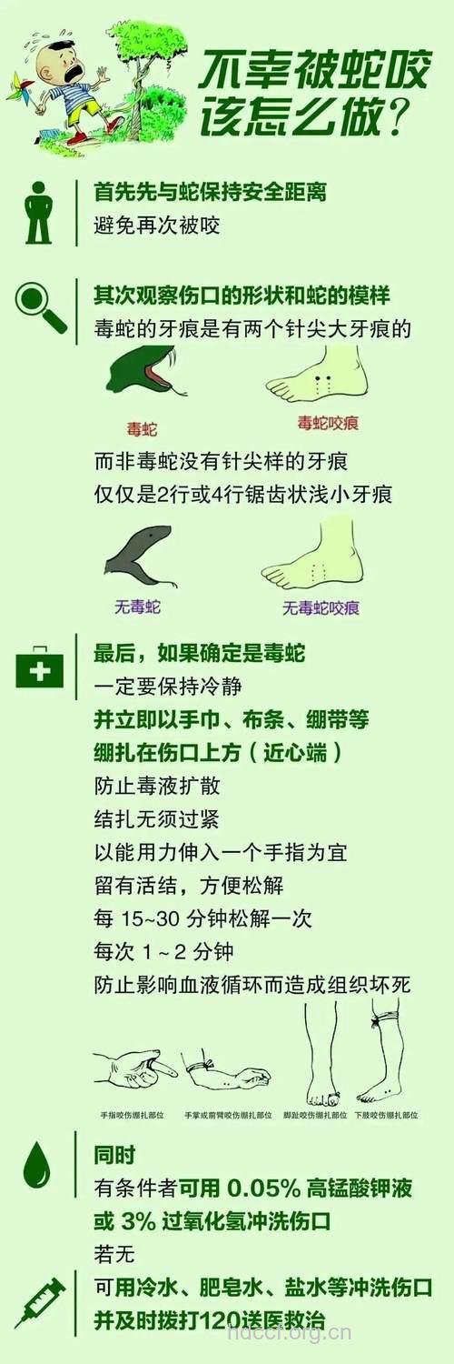 金环蛇的功效与作用