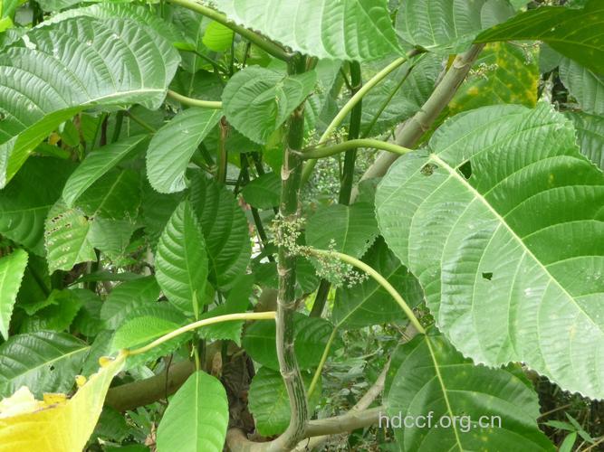 老虎俐的功效与作用