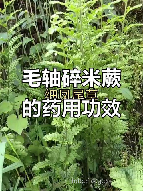 碎米蕨的功效与作用