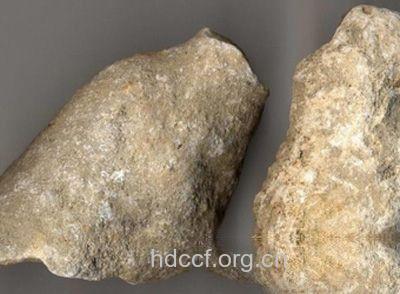 孔公孽的功效与作用