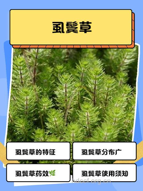 虱子草的功效与作用