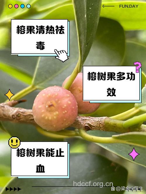 榕树果的功效与作用