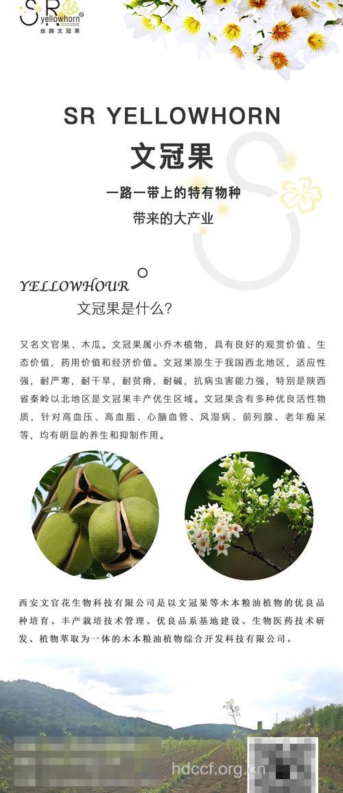 文冠果的功效与作用