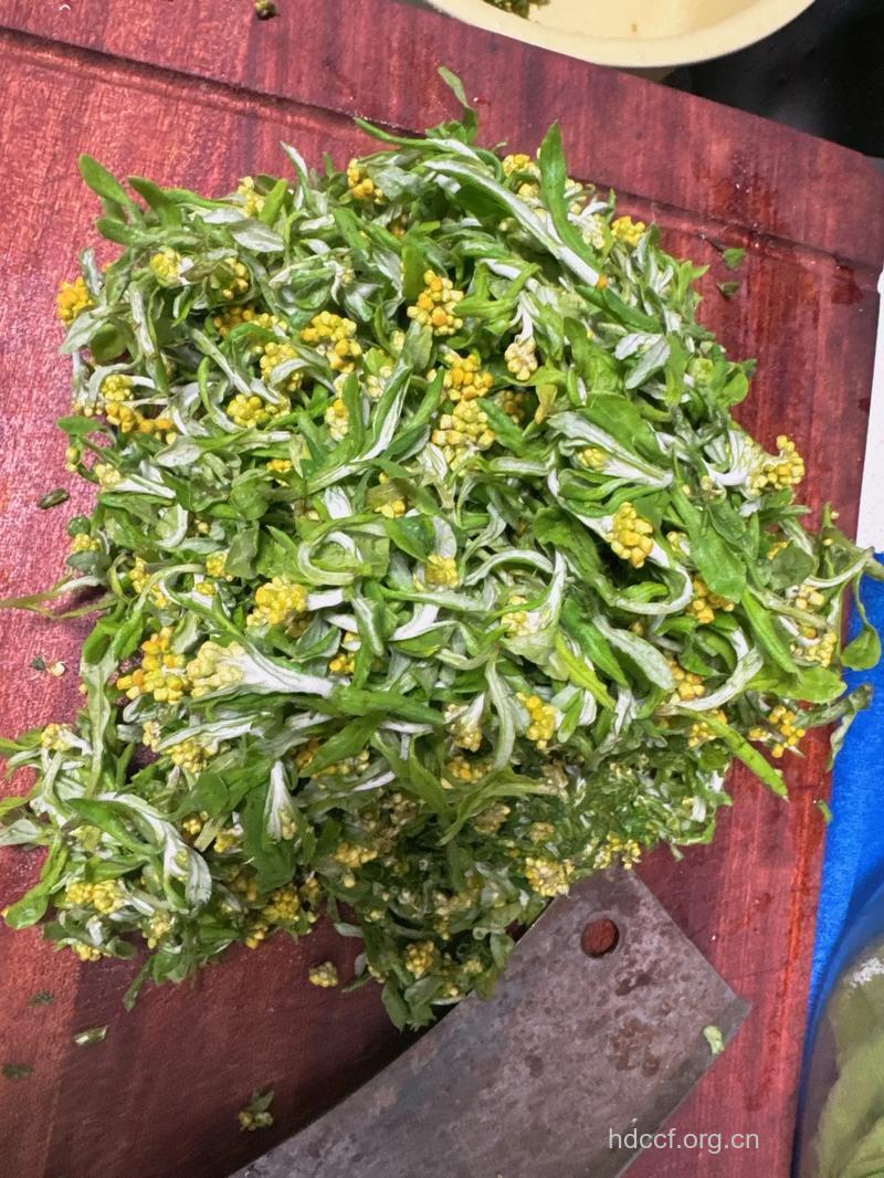水棉花的功效与作用